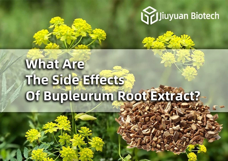 What Are The Side Effects Of Bupleurum Root Extract? What Are The Side Effects Of Bupleurum Root Extract?