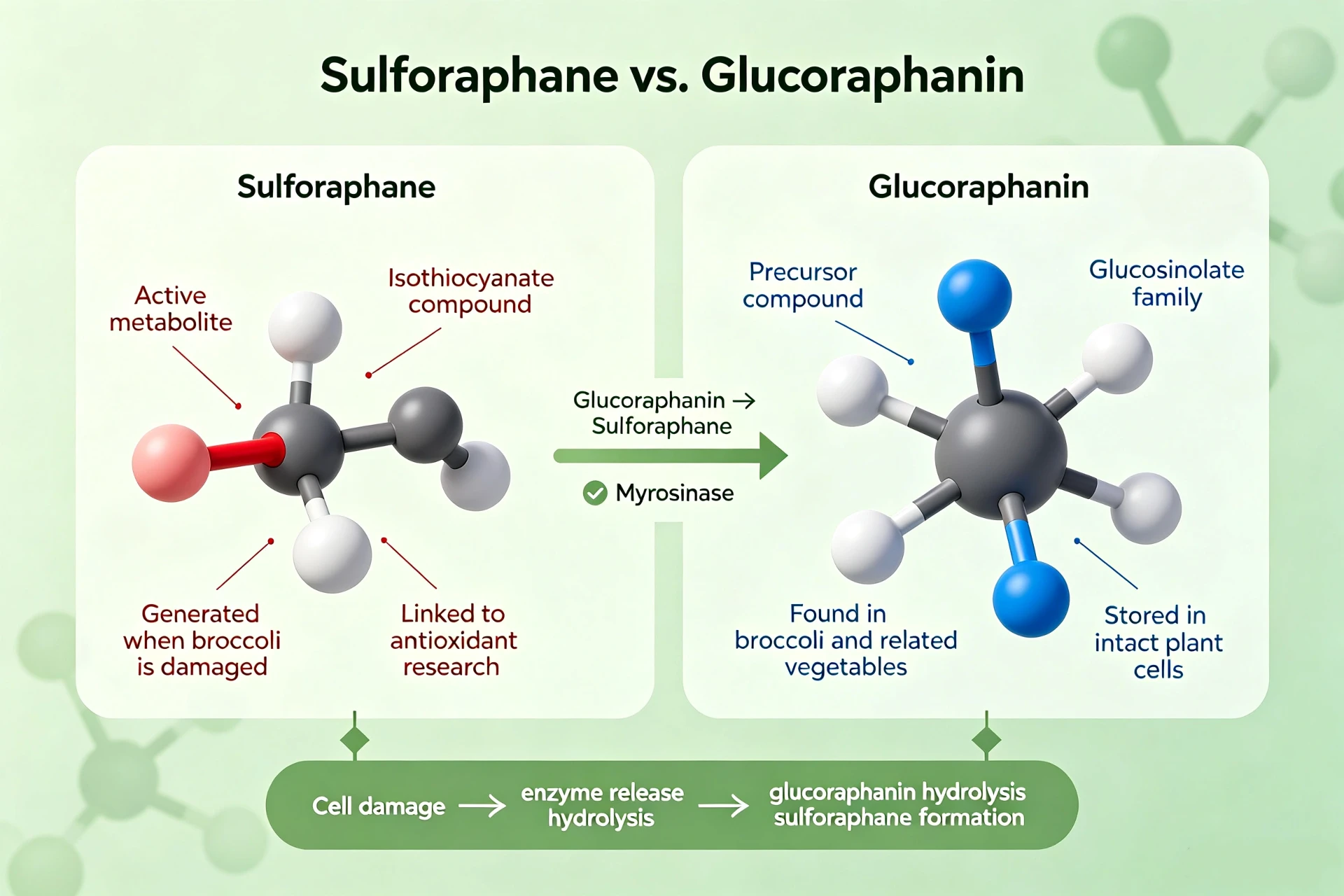 Sulforaphane vs. Glucoraphanin: Which Broccoli Seed Extract Specification Should You Use? Sulforaphane vs. Glucoraphanin: Which Broccoli Seed Extract Specification Should You Use?