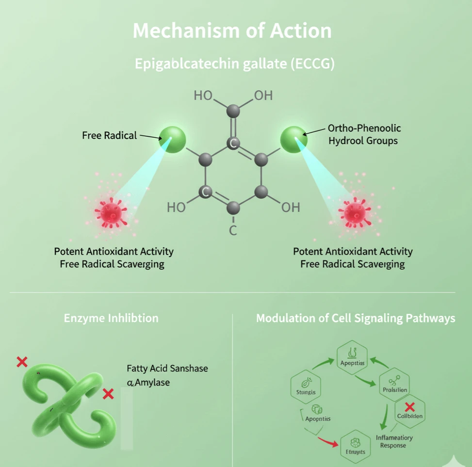 EGCG mechanism of action EGCG mechanism of action